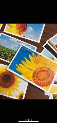 向日葵 明信片賀卡向日葵太陽花 Gc贈物網